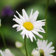 День семьи, любви и верности прошел в Североуральске