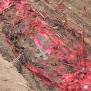 Впереди процедура эксгумации мощей священномученика Александра Адрианова