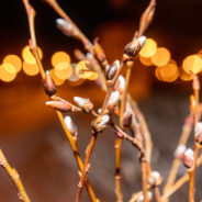 В Краснотурьинске распустилась верба