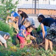 Уборка картофеля в Краснотурьинске