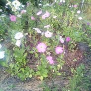 У поклонного Креста